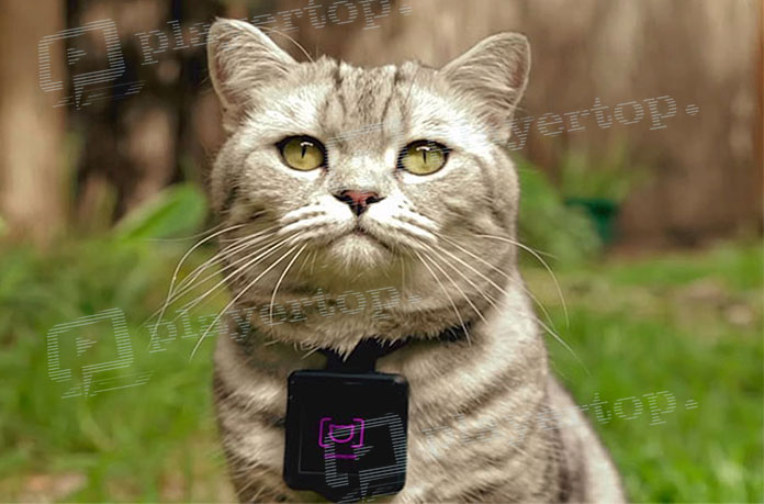 Caméra espion pour chat